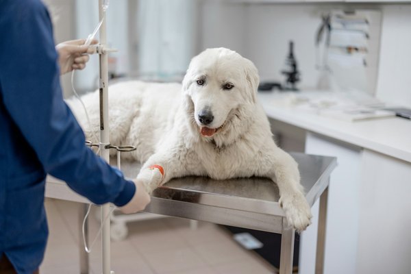 Découvrez www.animut.net : assurez la santé de votre chien !